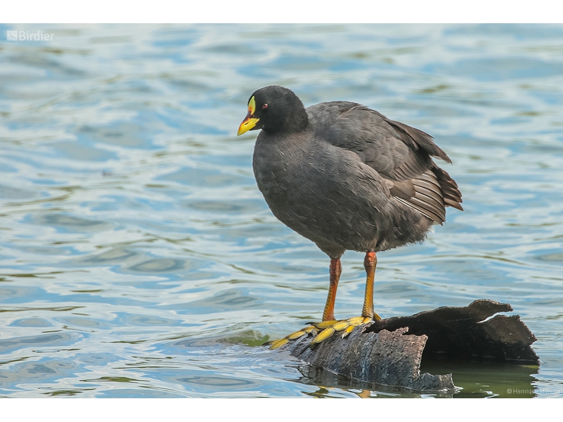 Fulica armillata