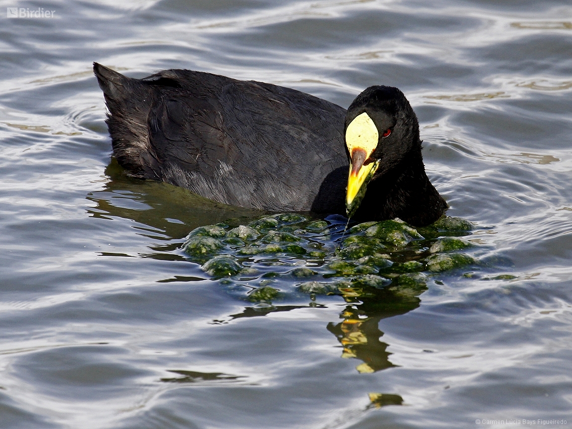 Fulica armillata