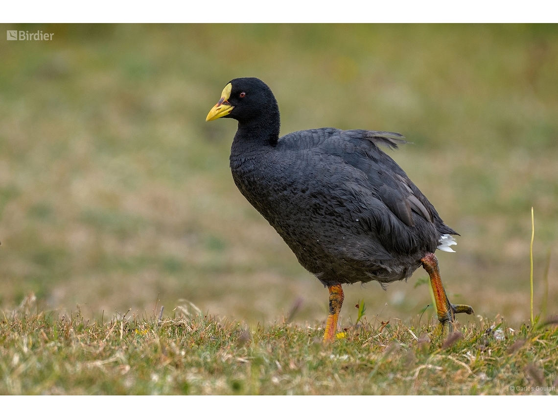 Fulica armillata