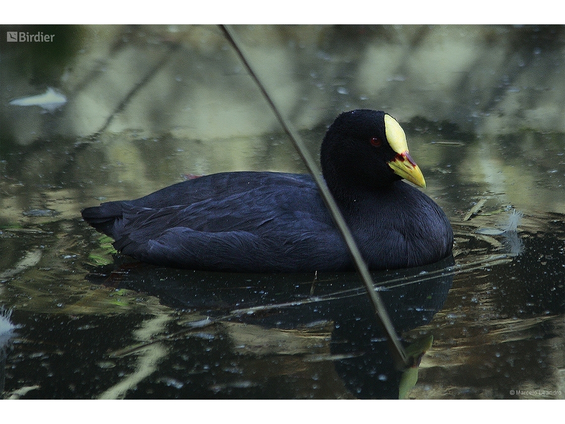 Fulica armillata