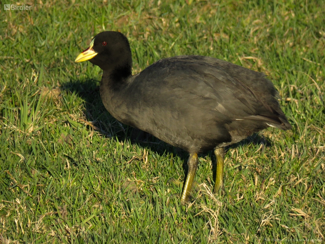 Fulica armillata