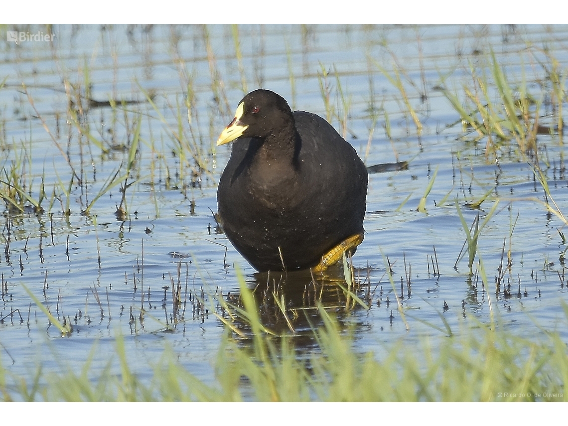 Fulica armillata