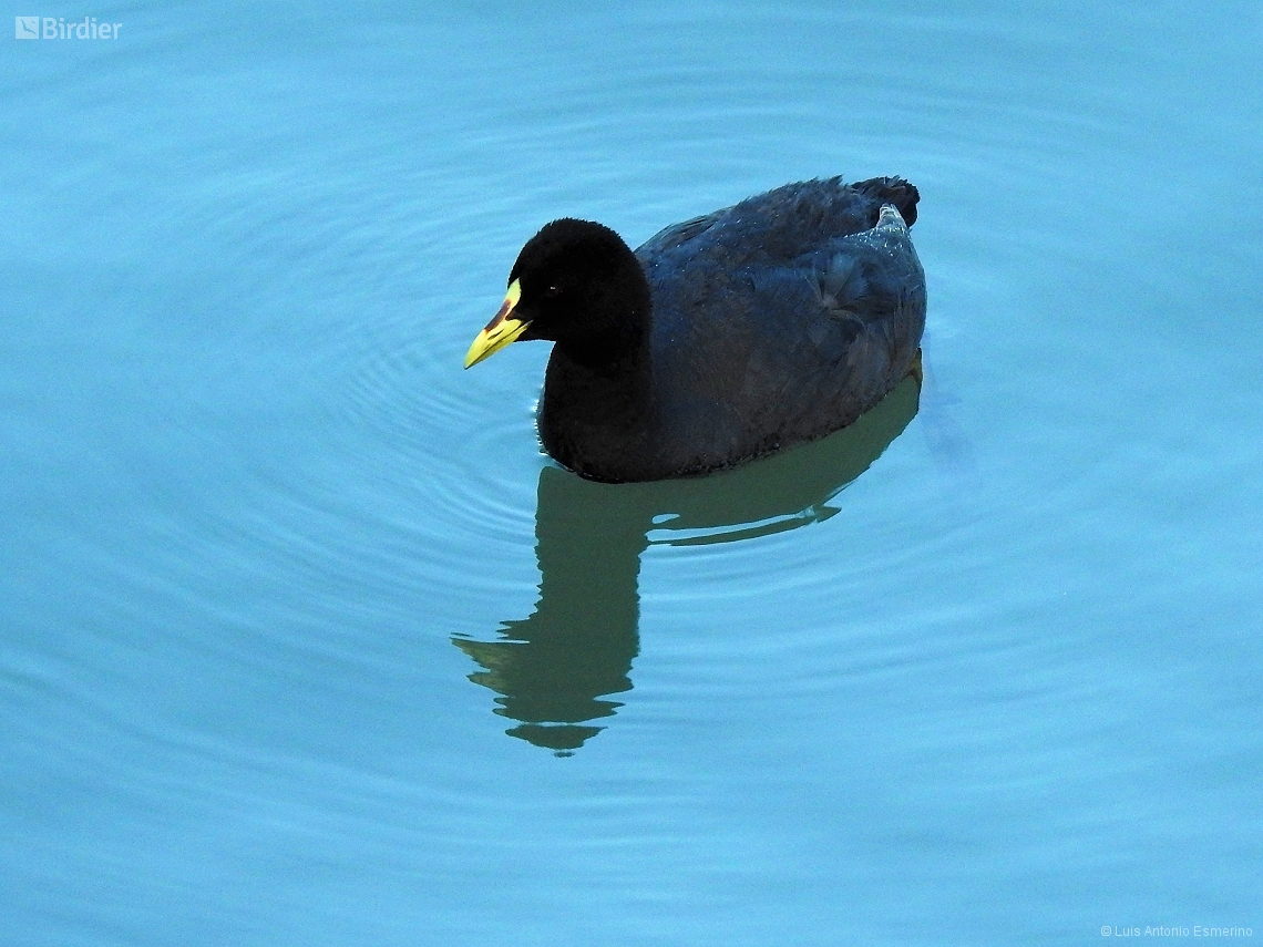 Fulica armillata