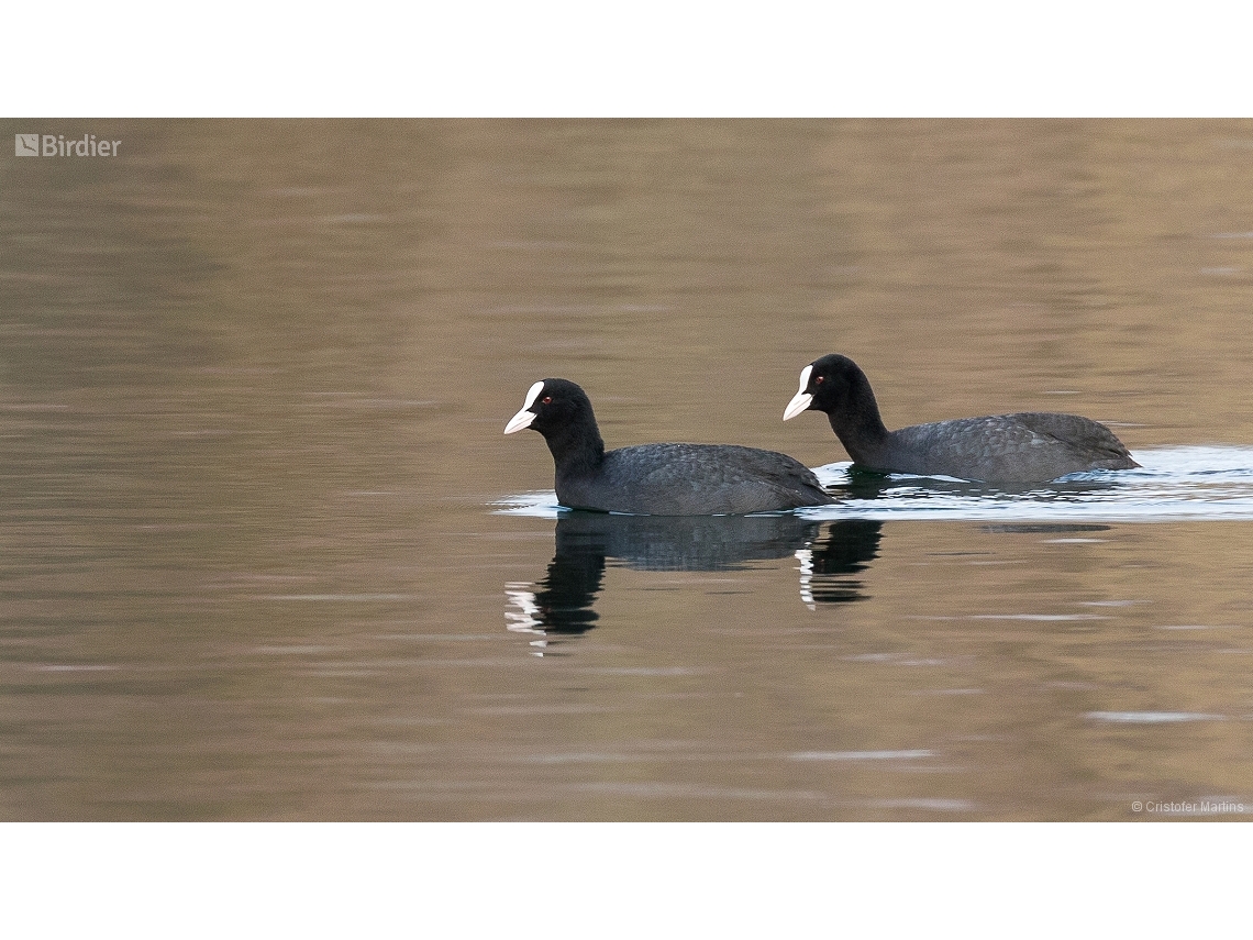 Fulica atra