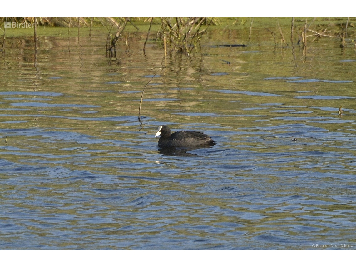 Fulica atra