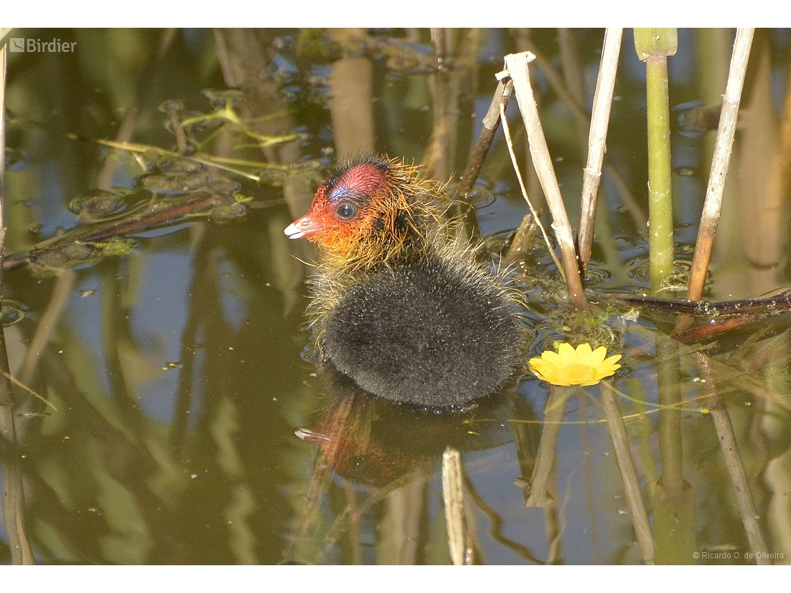 Fulica atra