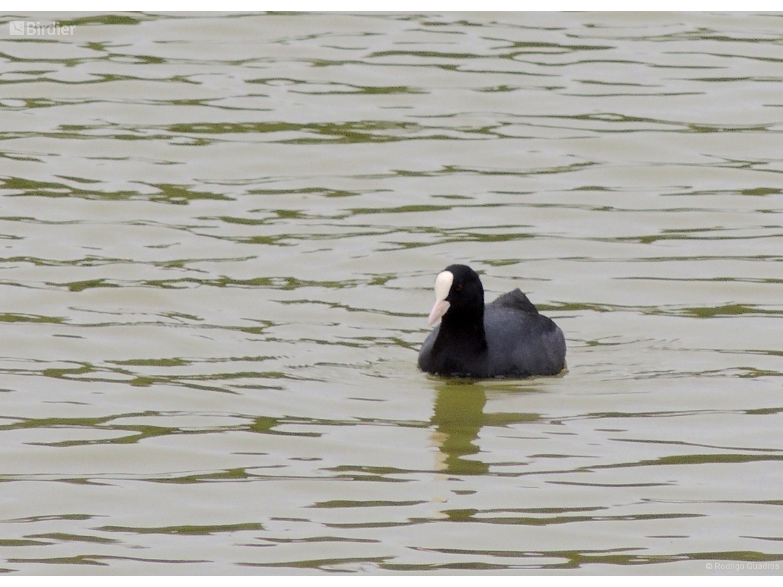 Fulica atra