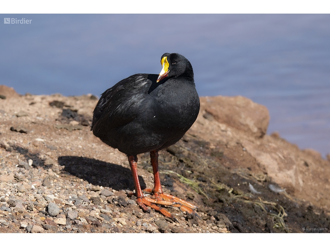 Fulica gigantea