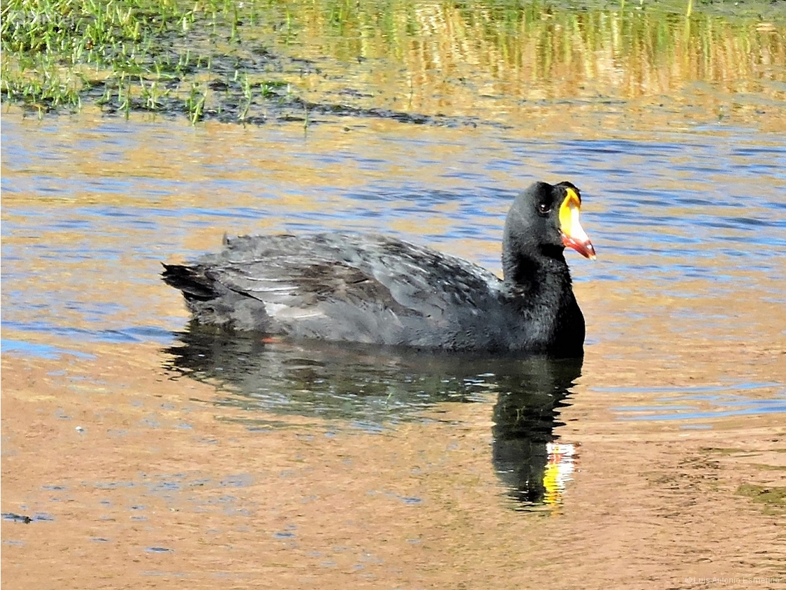 Fulica gigantea