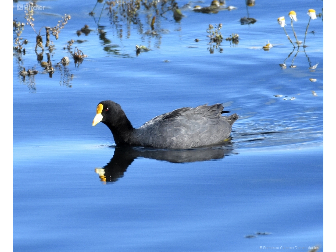 Fulica leucoptera