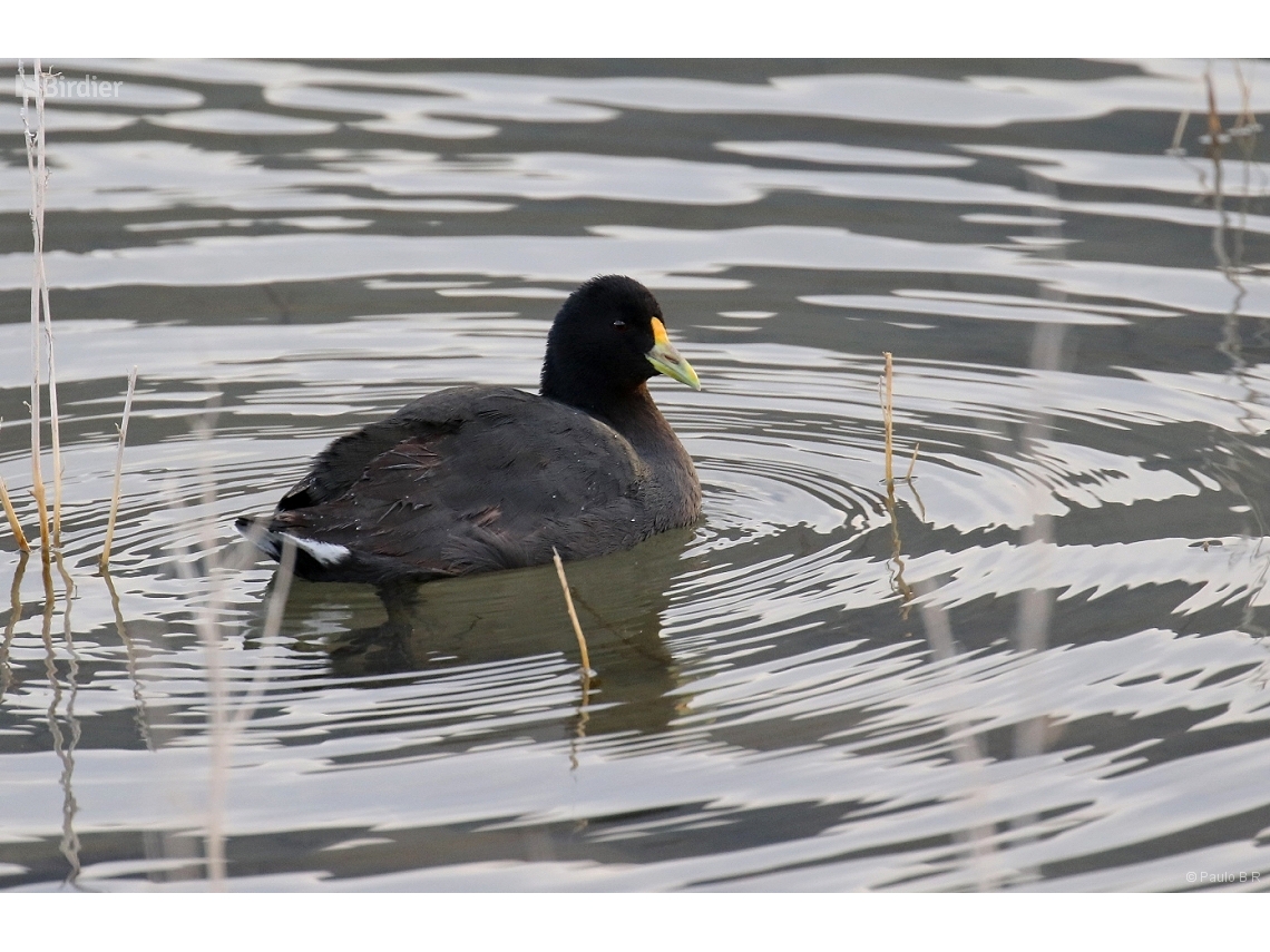 Fulica leucoptera