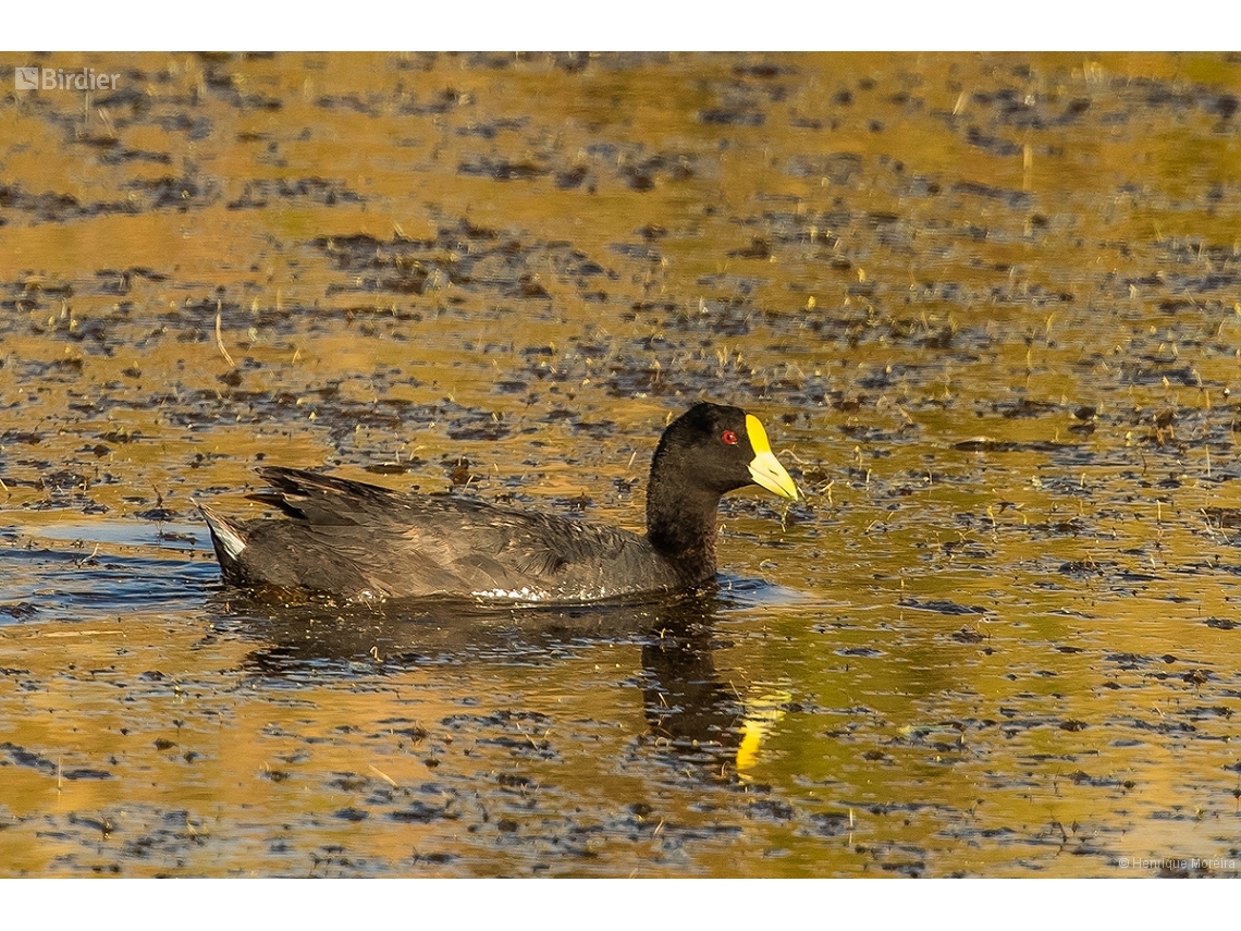 Fulica leucoptera