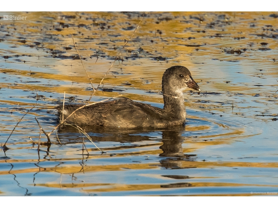 Fulica leucoptera