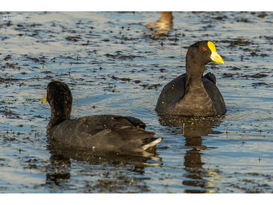 Fulica leucoptera