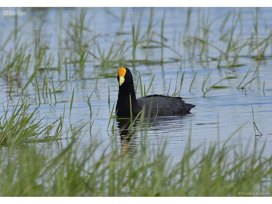 Fulica leucoptera