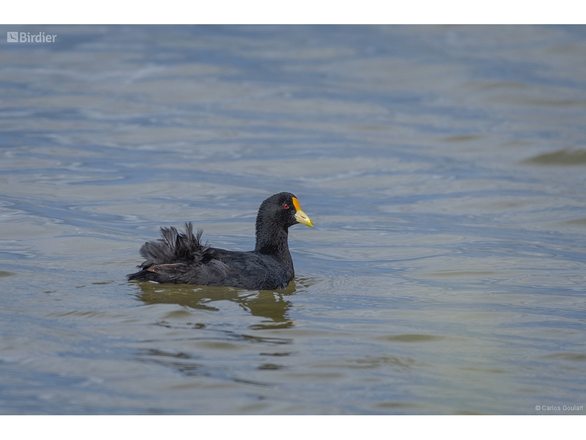 Fulica leucoptera