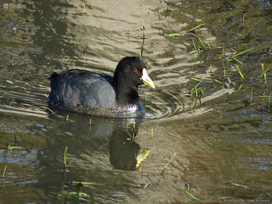 Fulica leucoptera