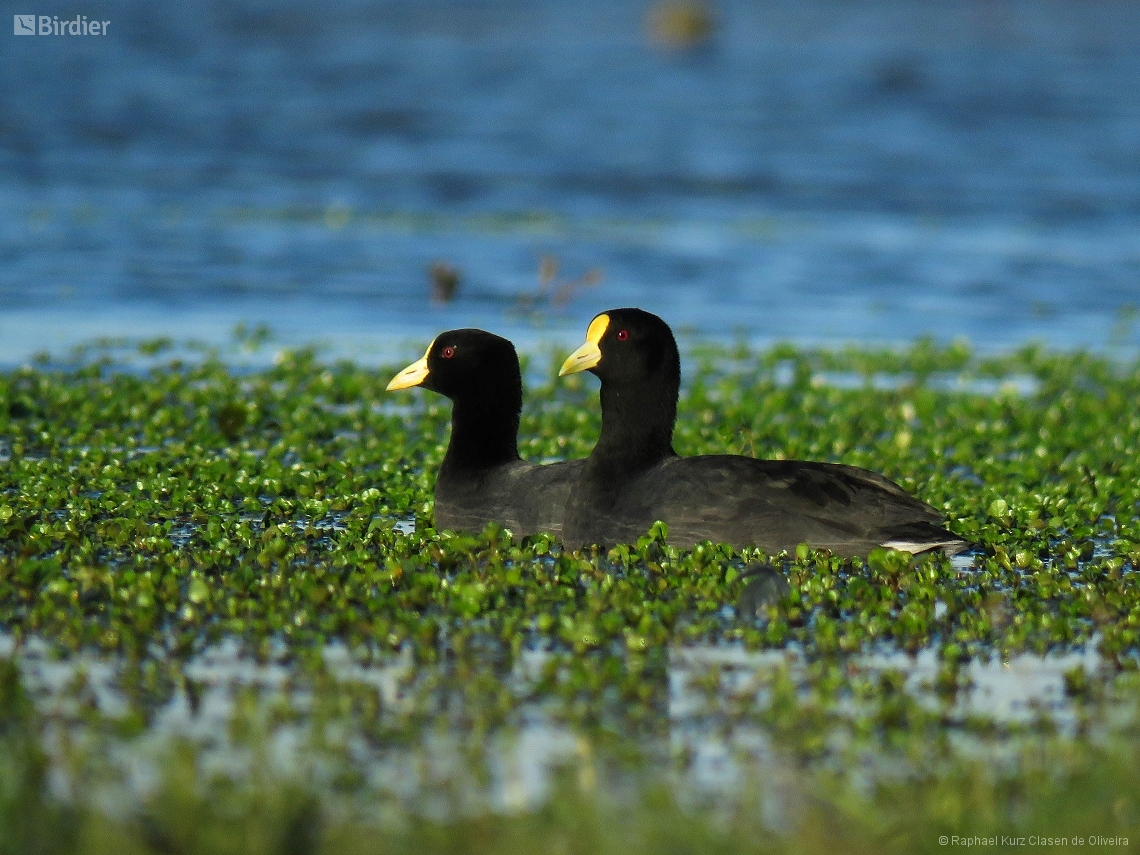 Fulica leucoptera