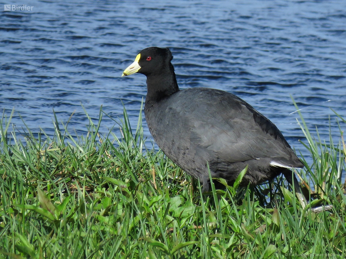 Fulica leucoptera