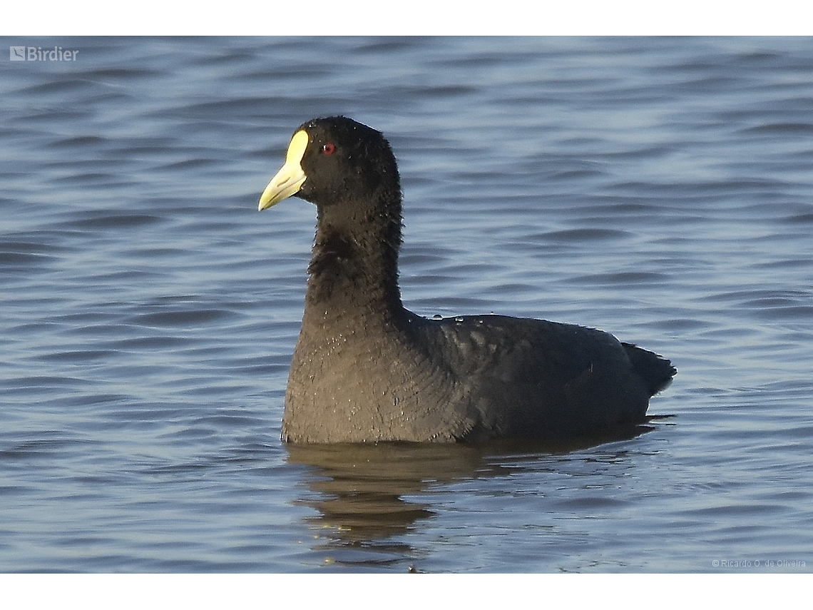 Fulica leucoptera