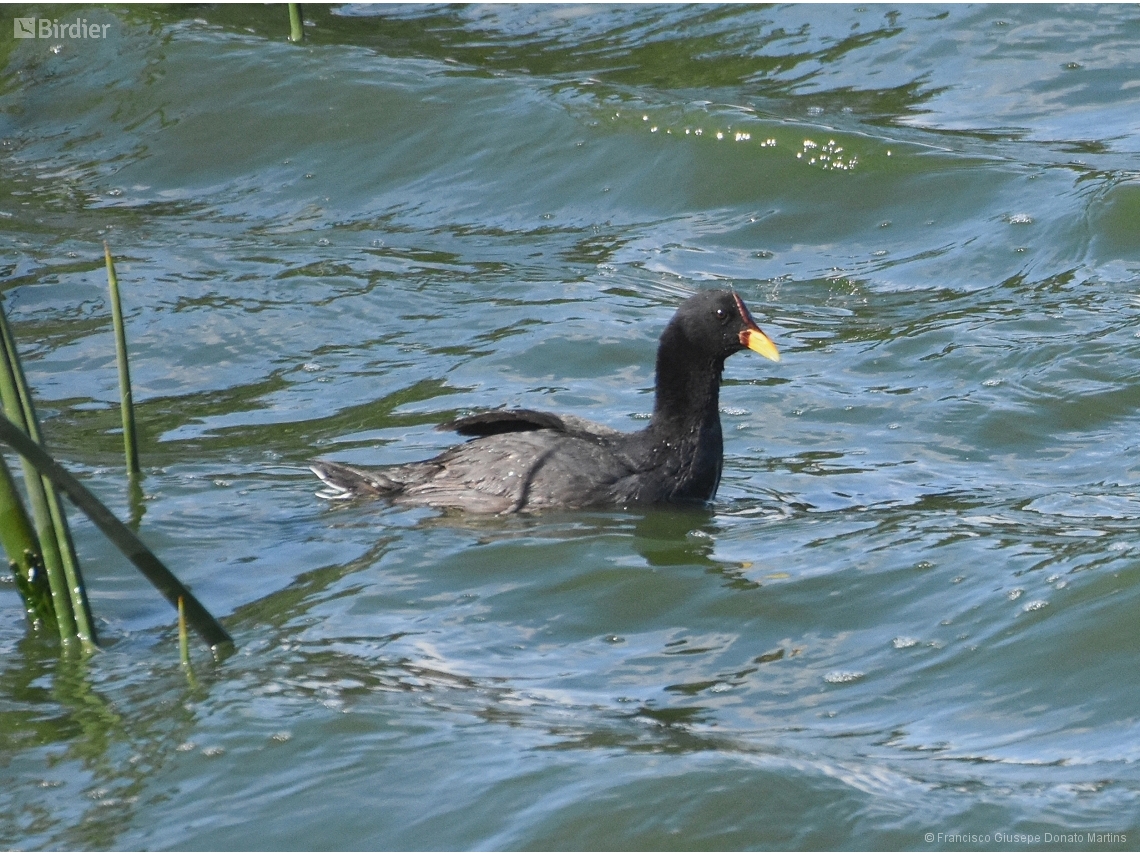 Fulica rufifrons