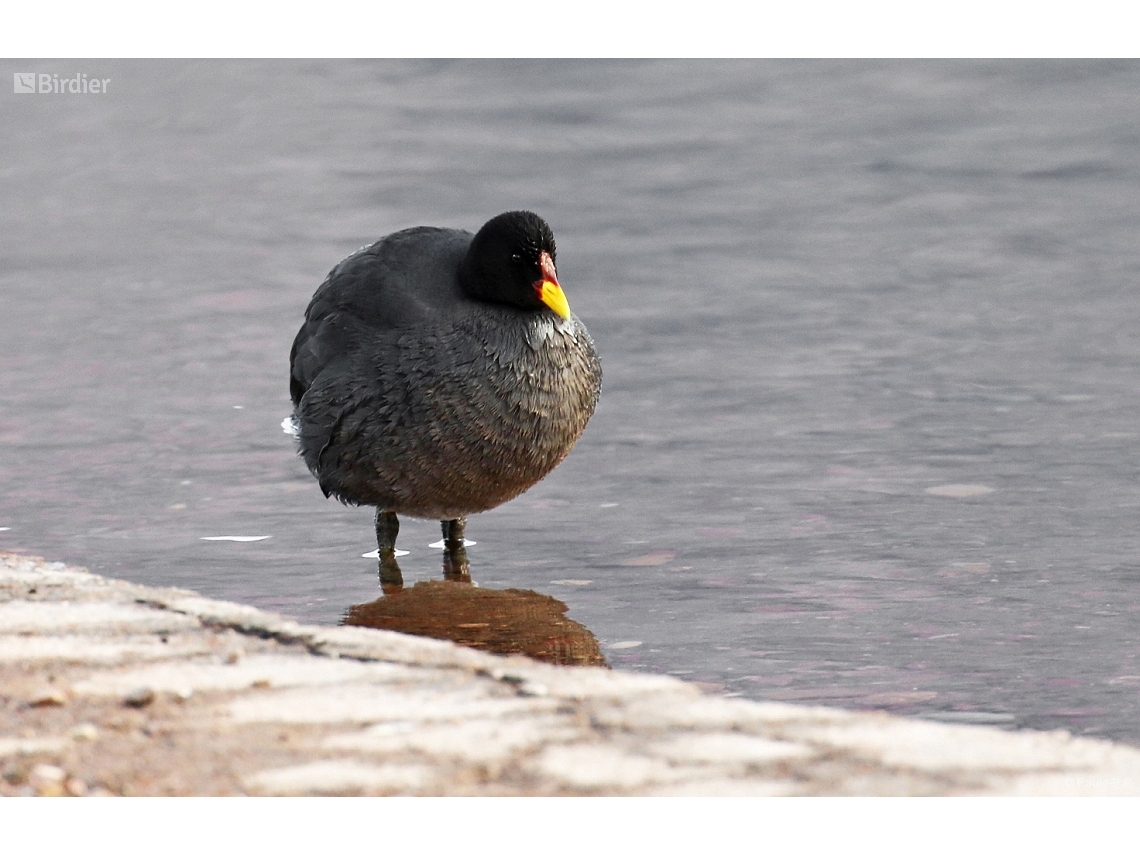 Fulica rufifrons