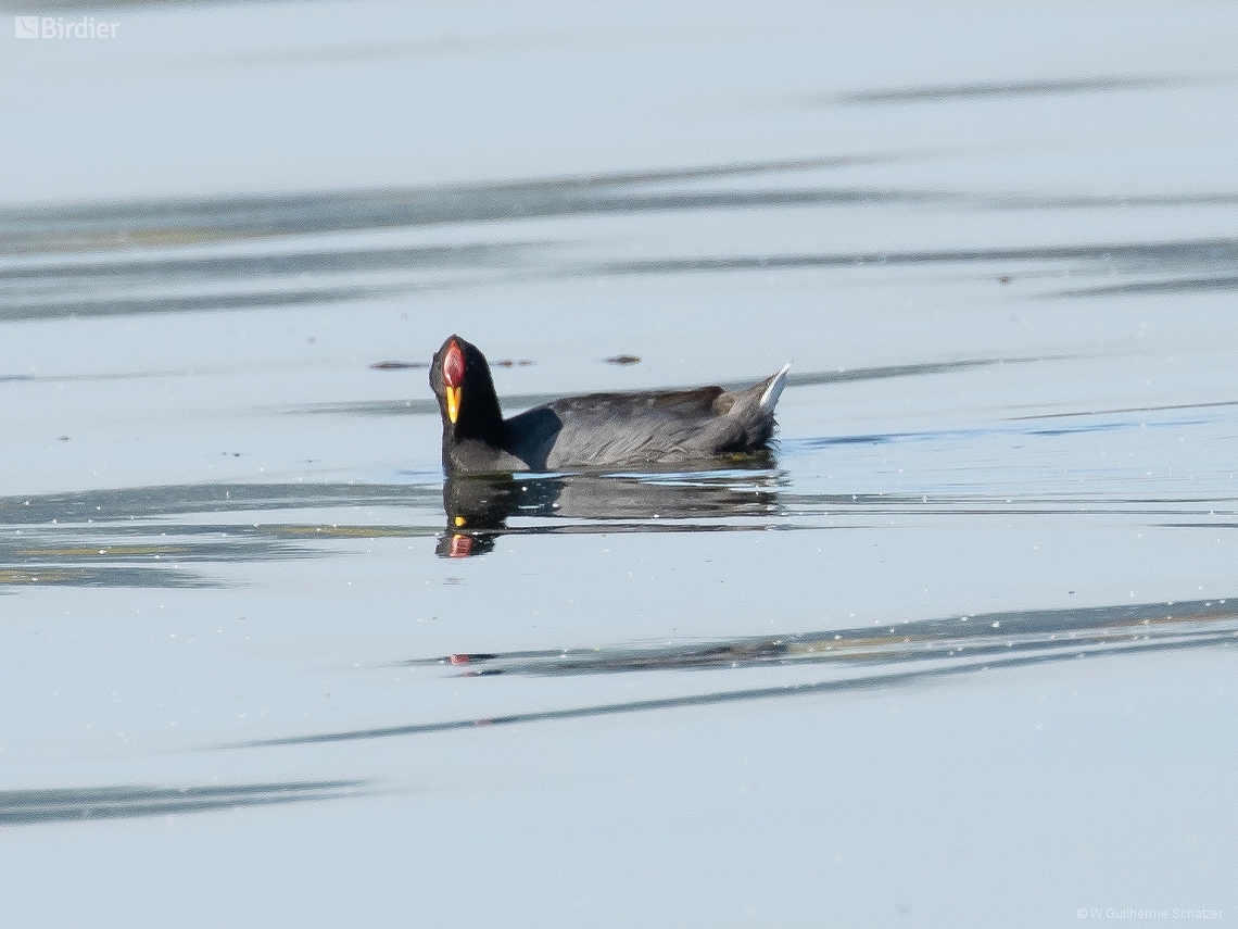 Fulica rufifrons