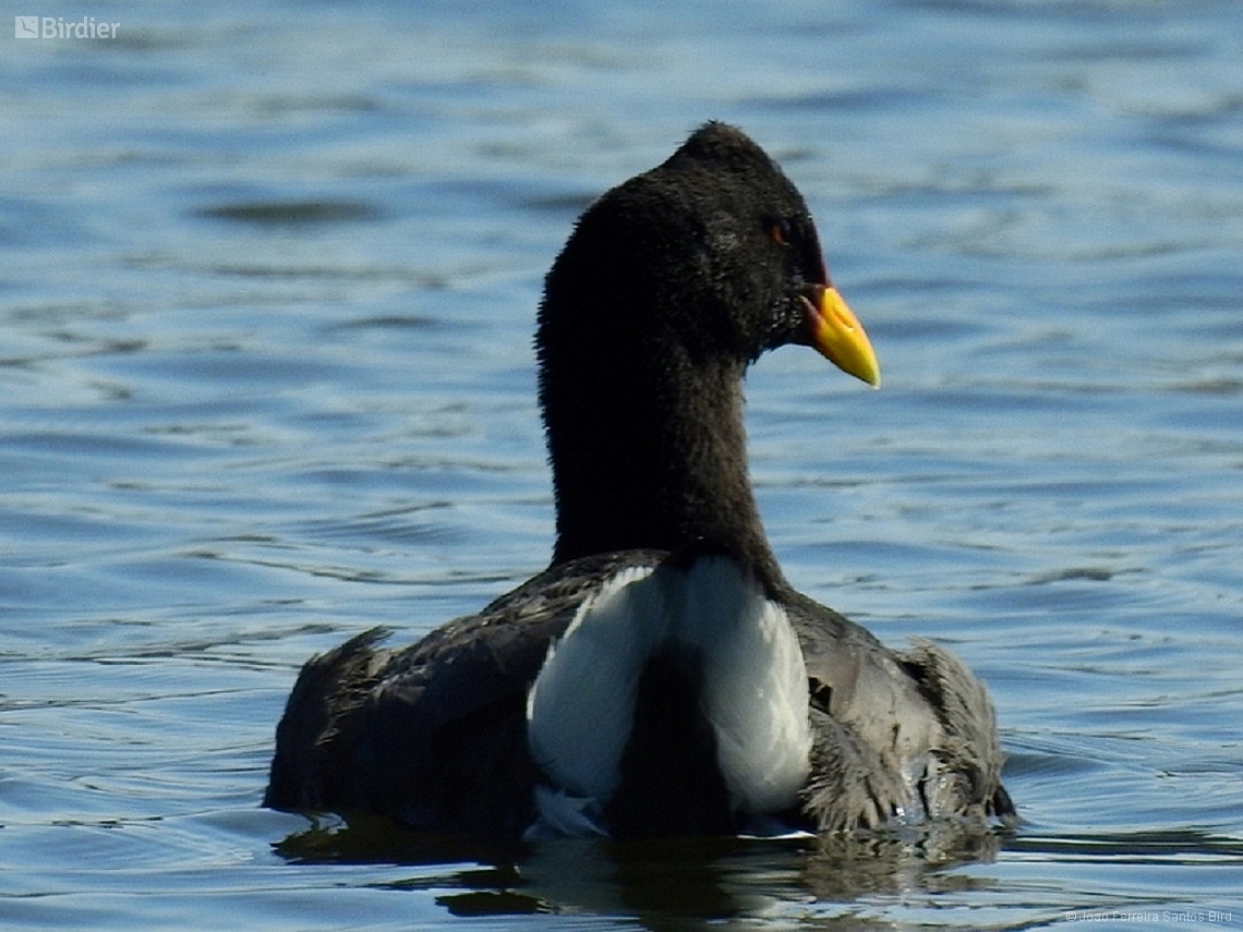 Fulica rufifrons