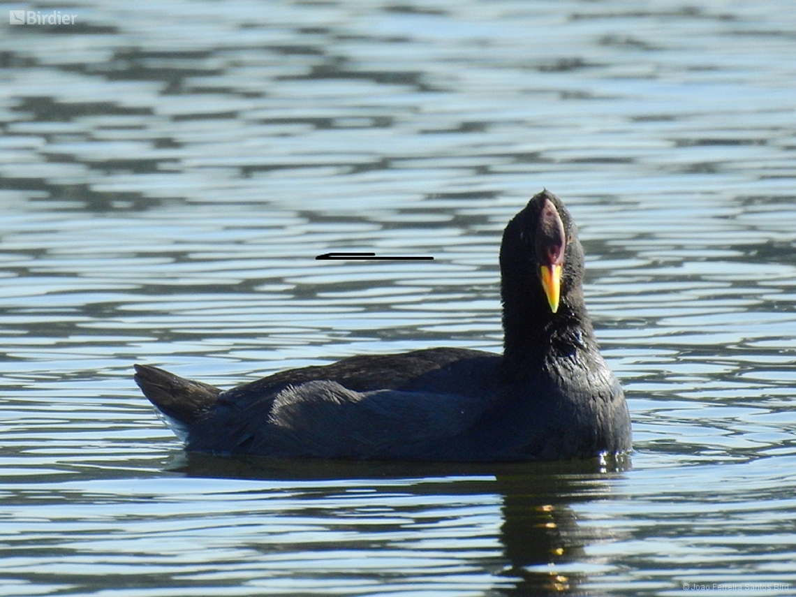 Fulica rufifrons