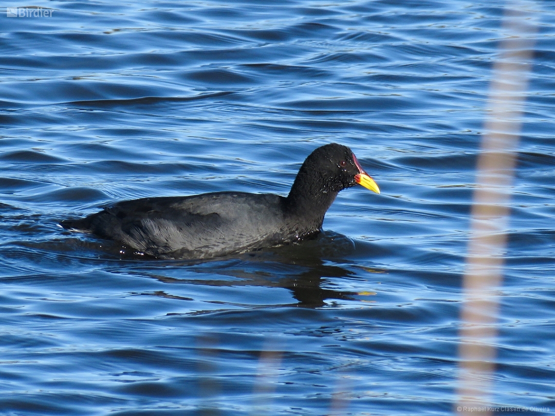 Fulica rufifrons