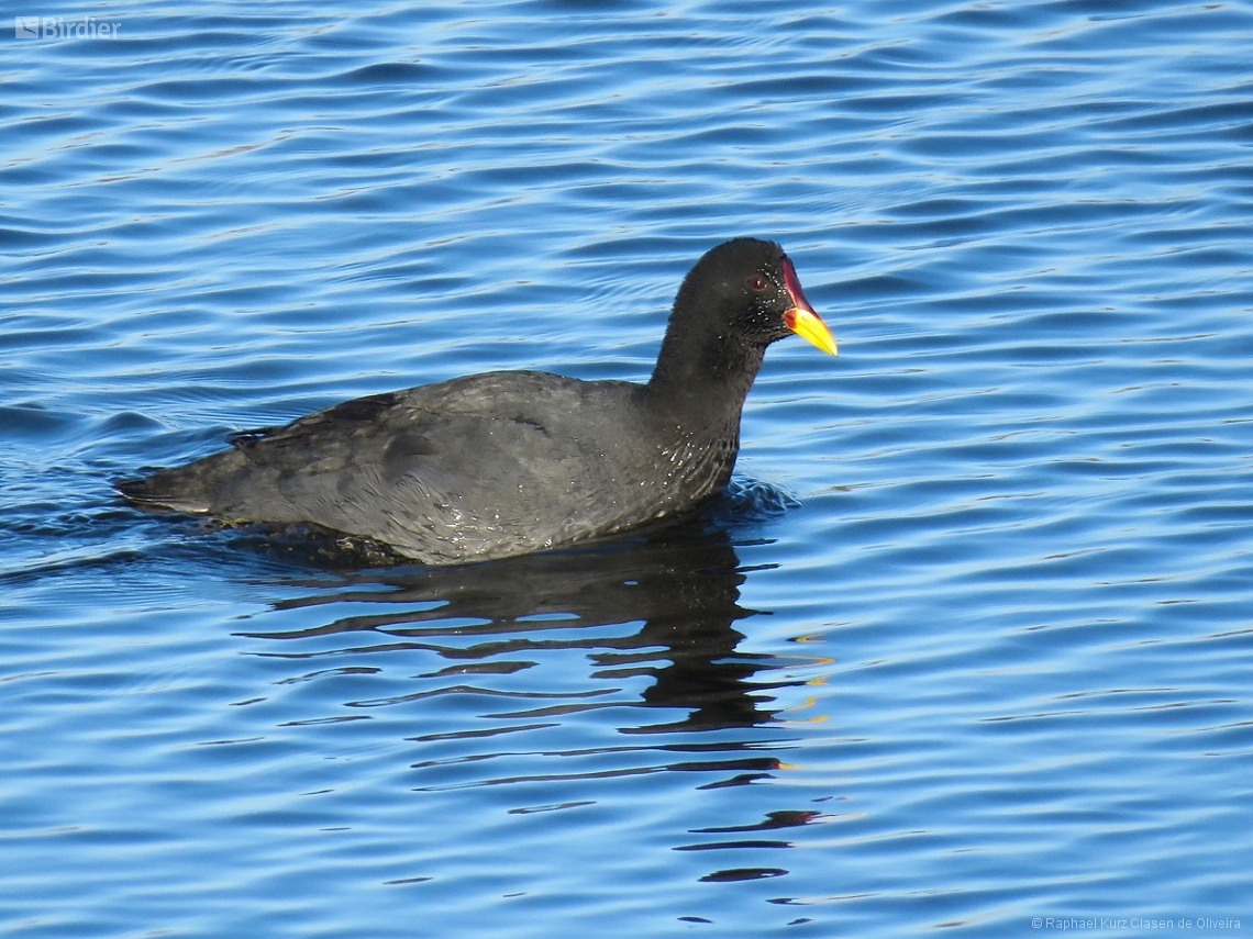 Fulica rufifrons