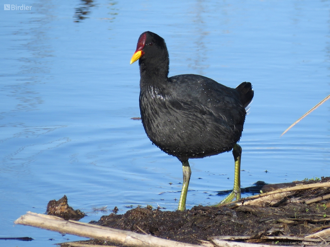 Fulica rufifrons