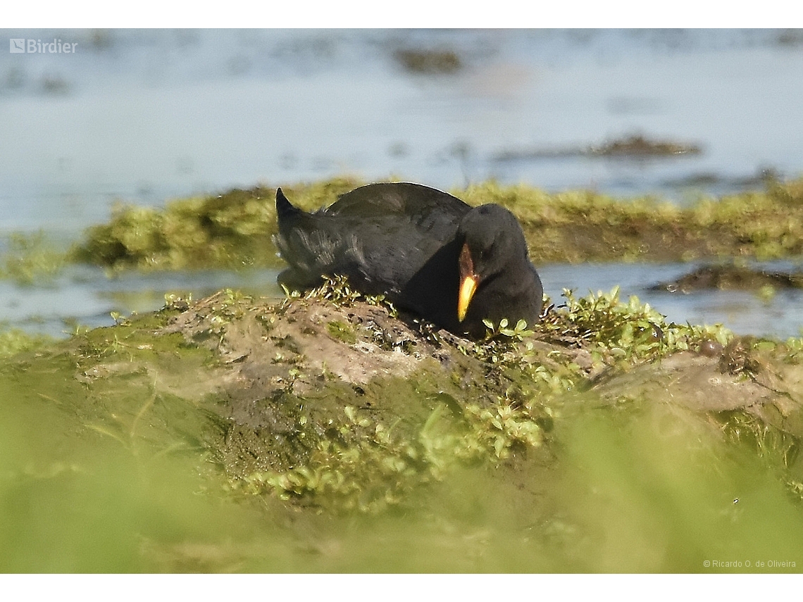 Fulica rufifrons