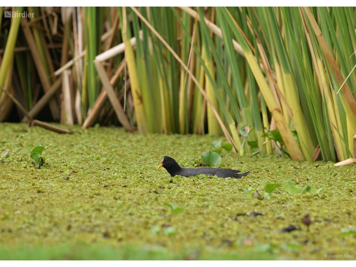 Fulica rufifrons