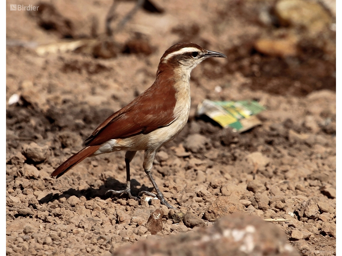 Furnarius figulus