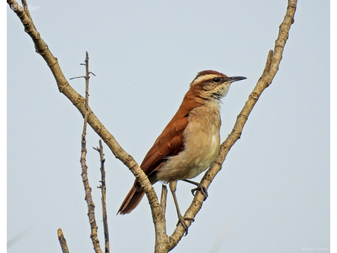 Furnarius figulus