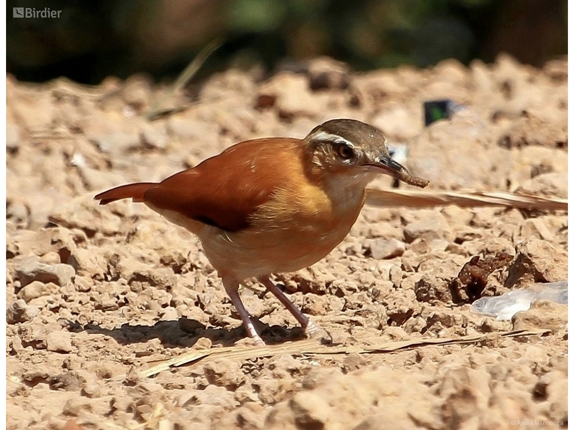 Furnarius leucopus