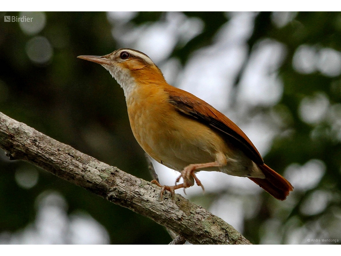 Furnarius leucopus