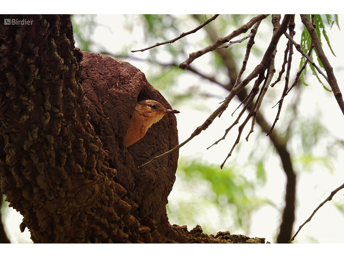 Furnarius rufus