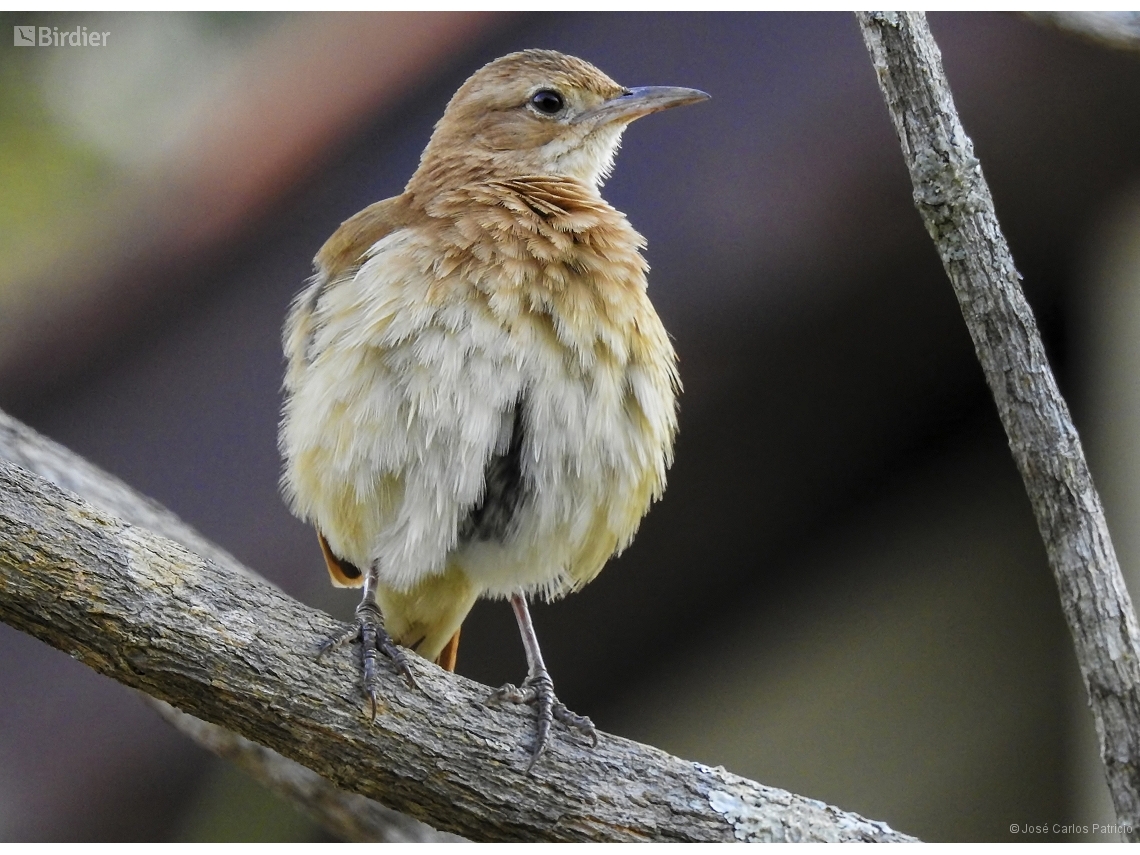 Furnarius rufus