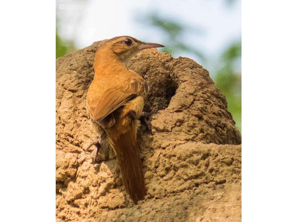 Furnarius rufus