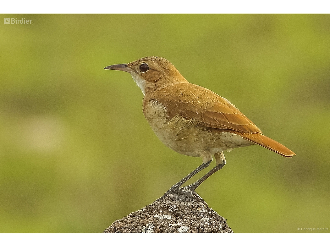 Furnarius rufus
