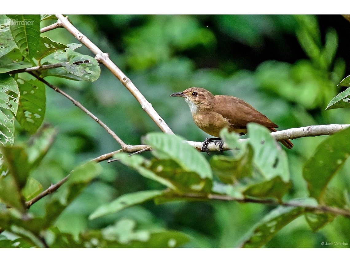 Furnarius rufus