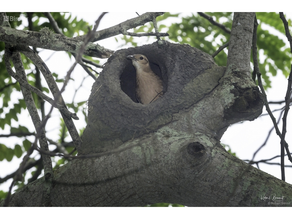 Furnarius rufus