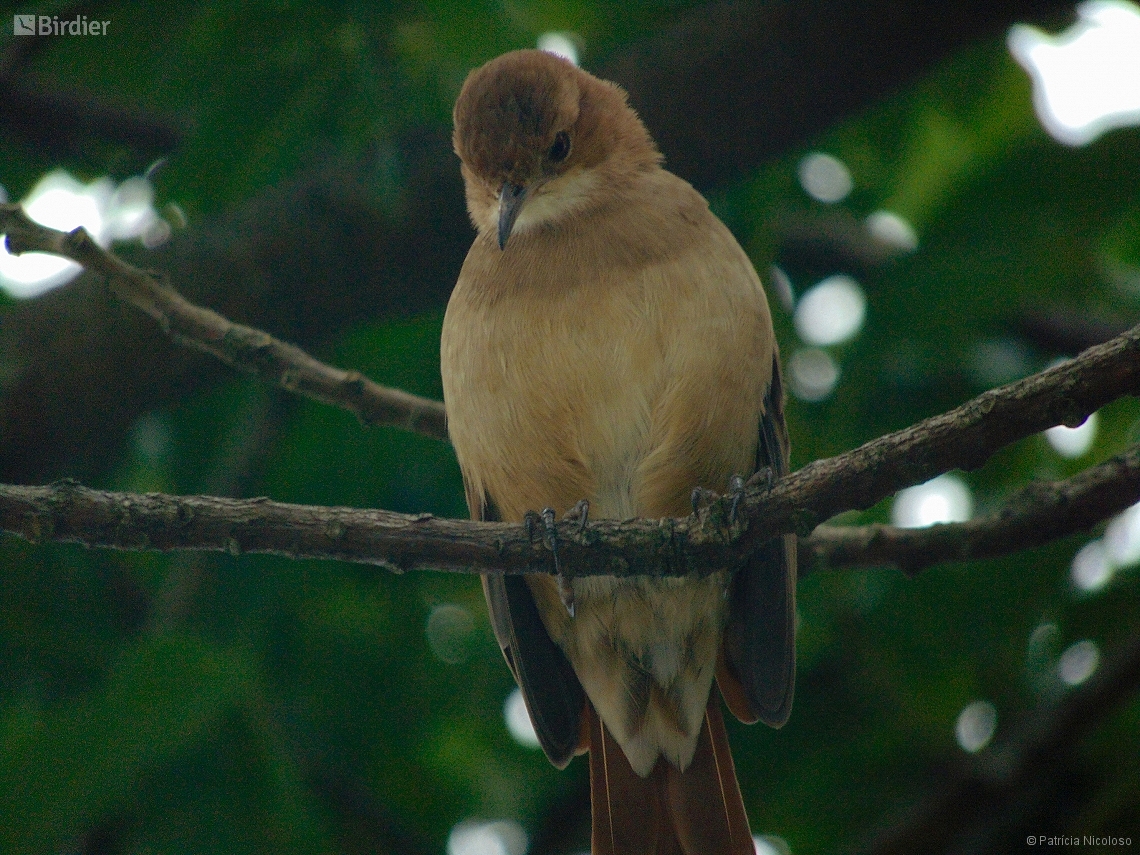 Furnarius rufus