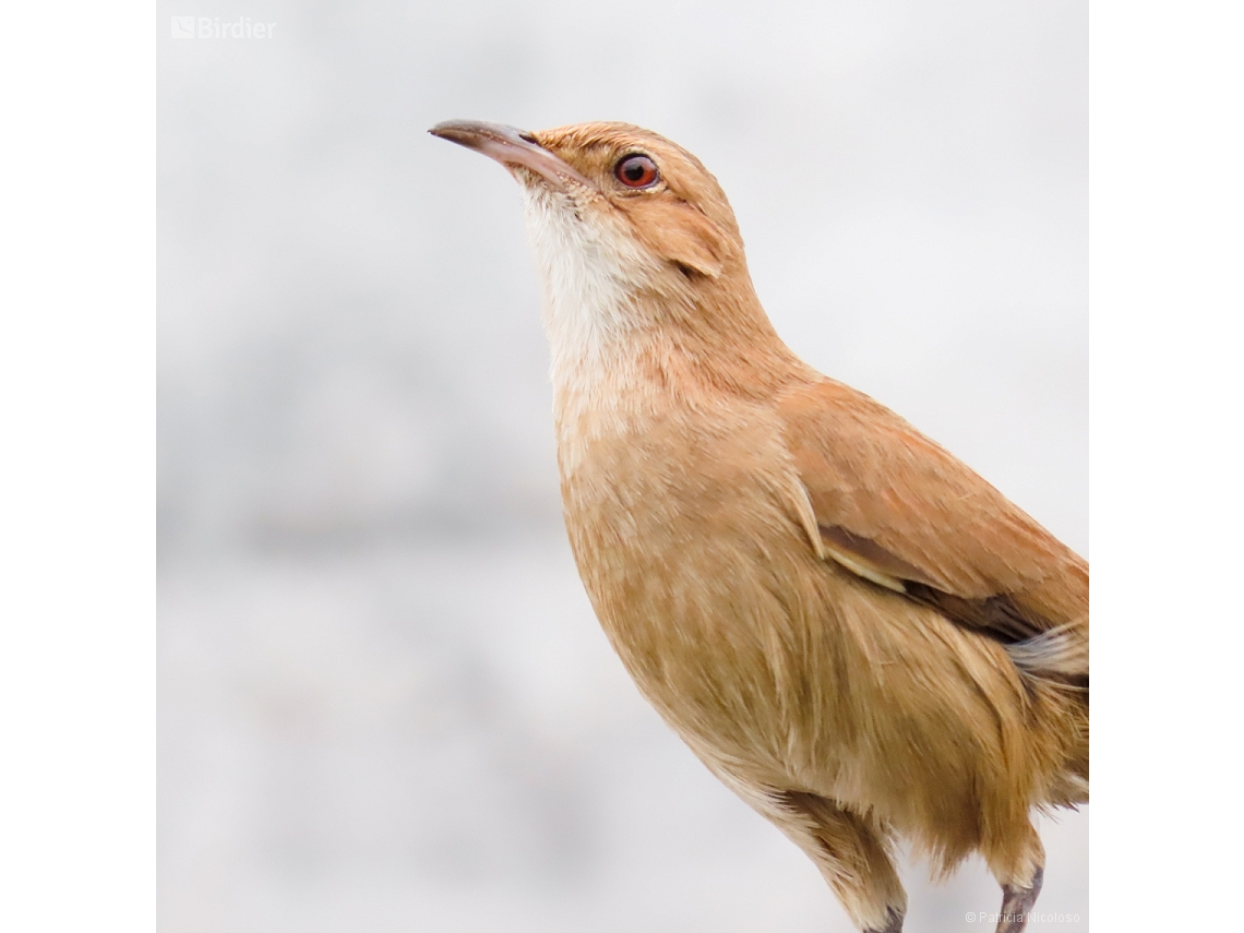 Furnarius rufus