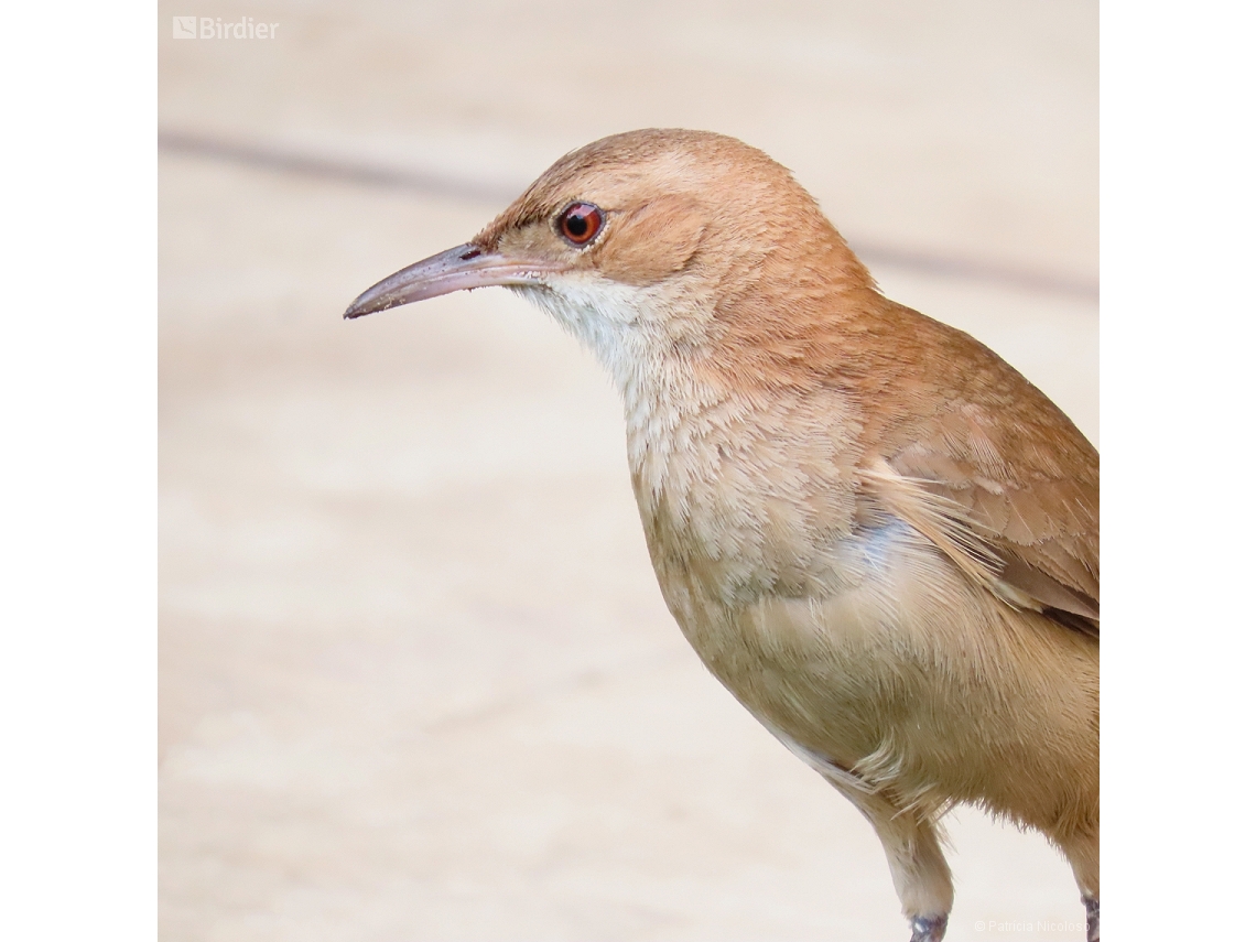 Furnarius rufus