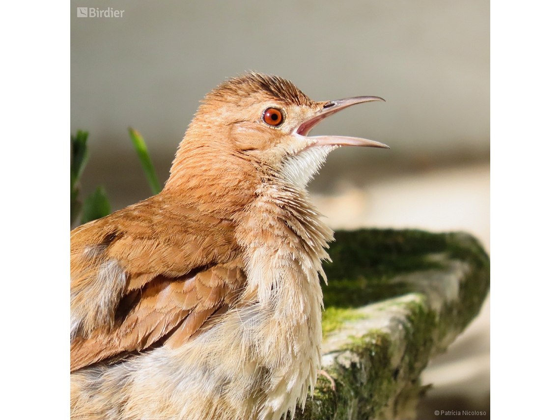 Furnarius rufus