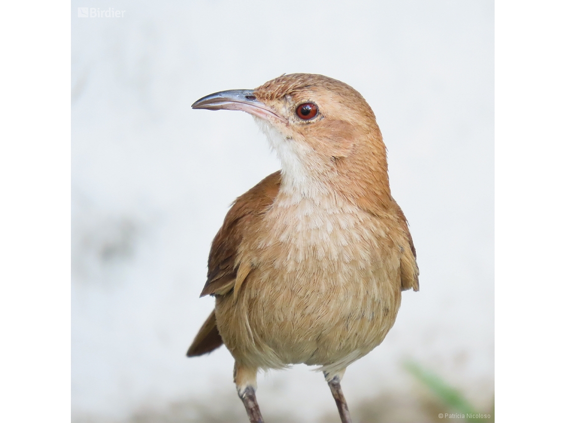 Furnarius rufus