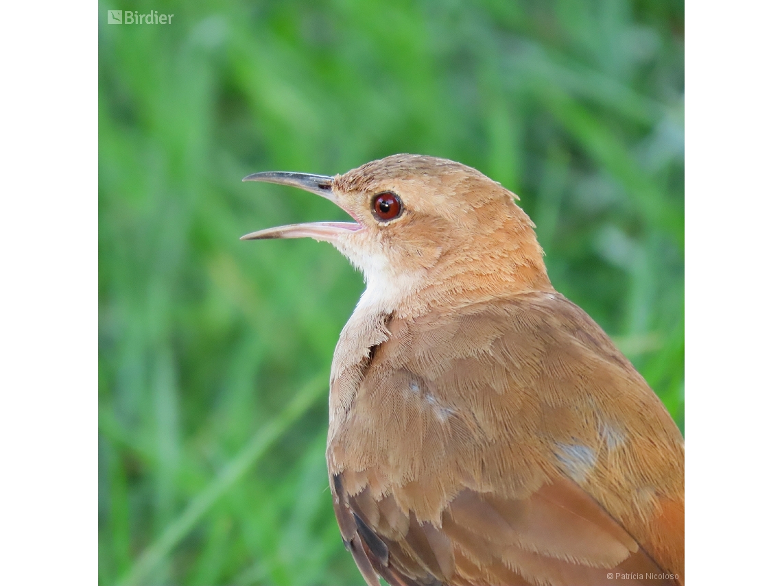 Furnarius rufus